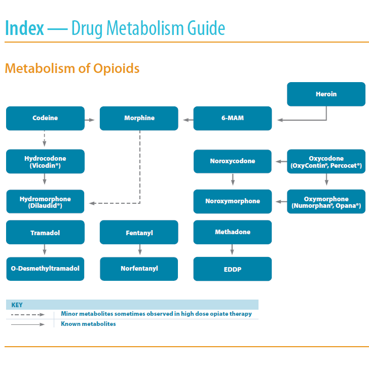 Drug Metabolic Guide