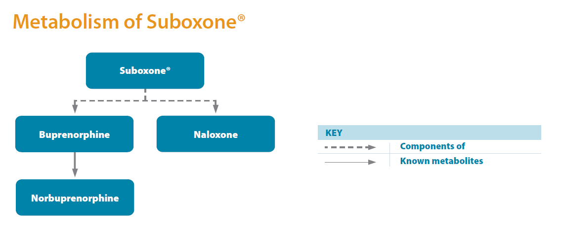 Metabolism of Suboxone